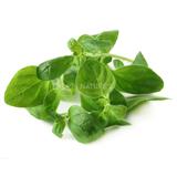 Oregano - Exotic