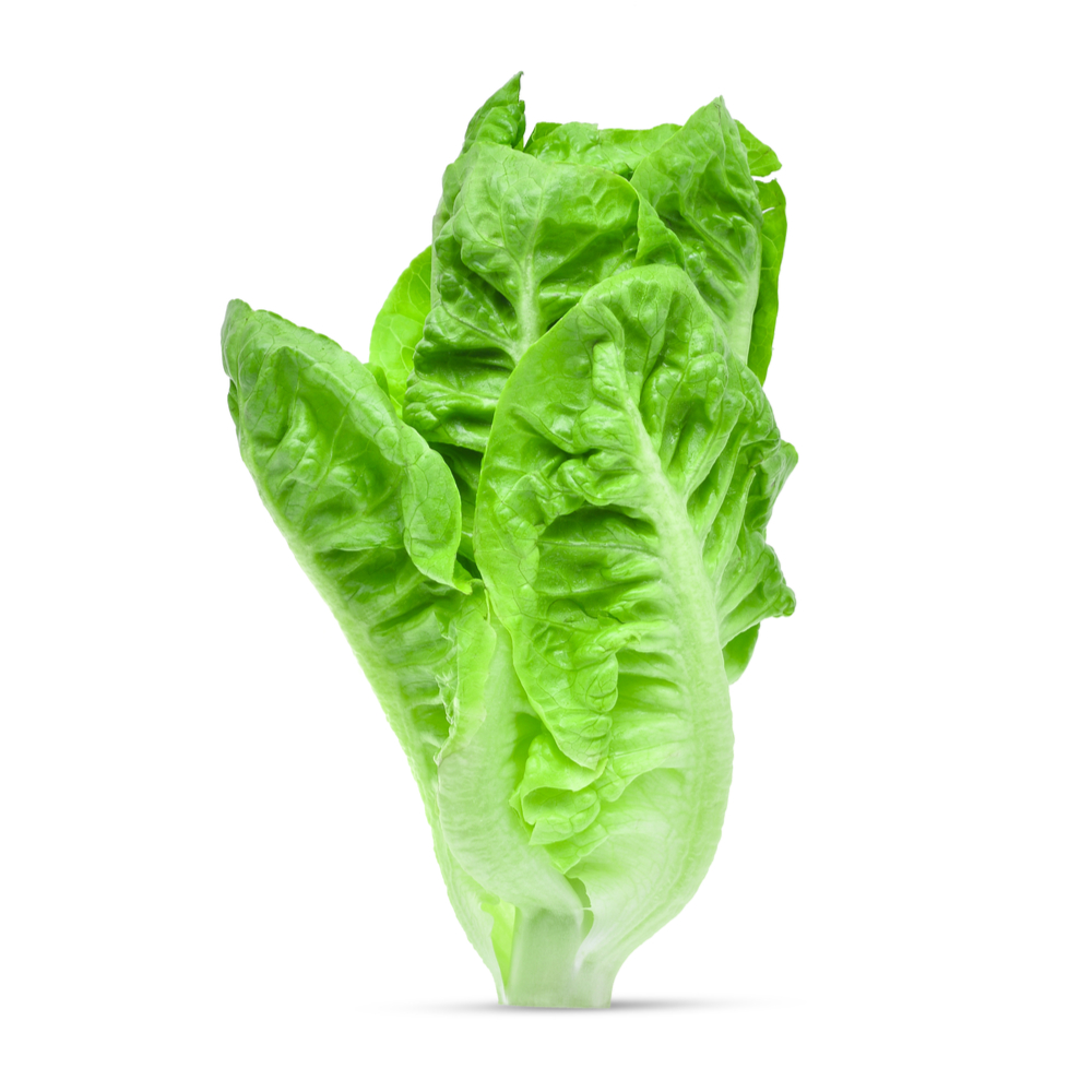 Buy Fresho Lettuce Iceberg, 1Piece Online at Natures Basket