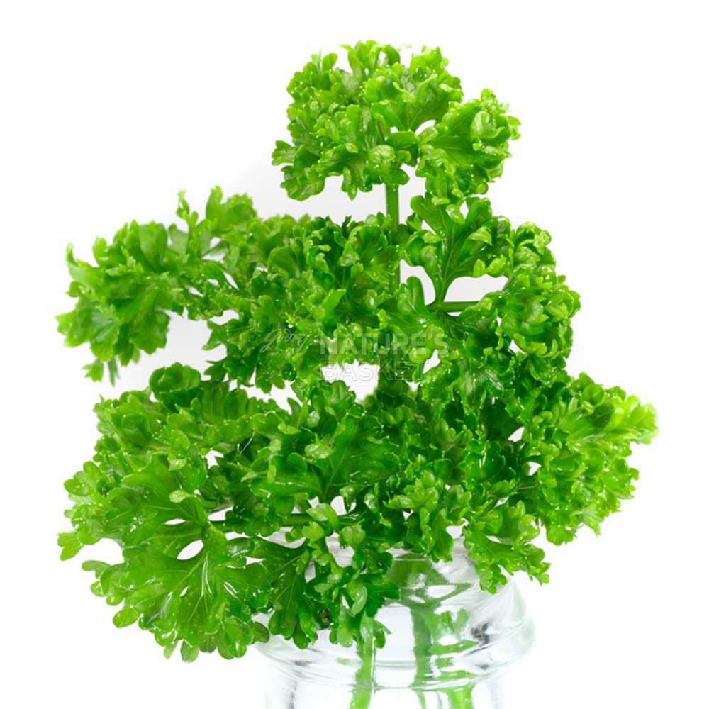 Parsley Flat Leaf Buy Parsley Flat Leaf Online at Best Price in India
