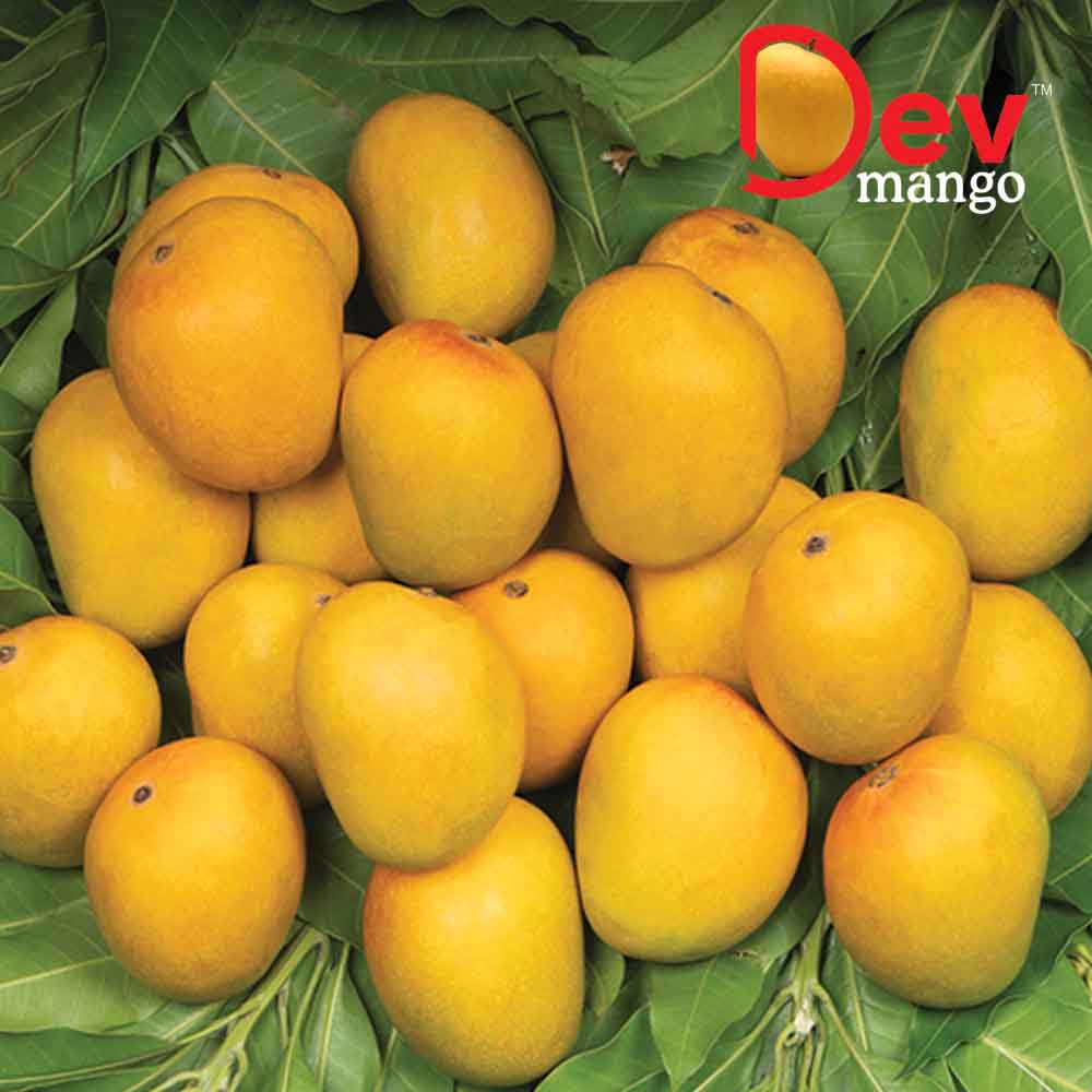 Dev Alphonso Mango Regular naturesbasket.co.in