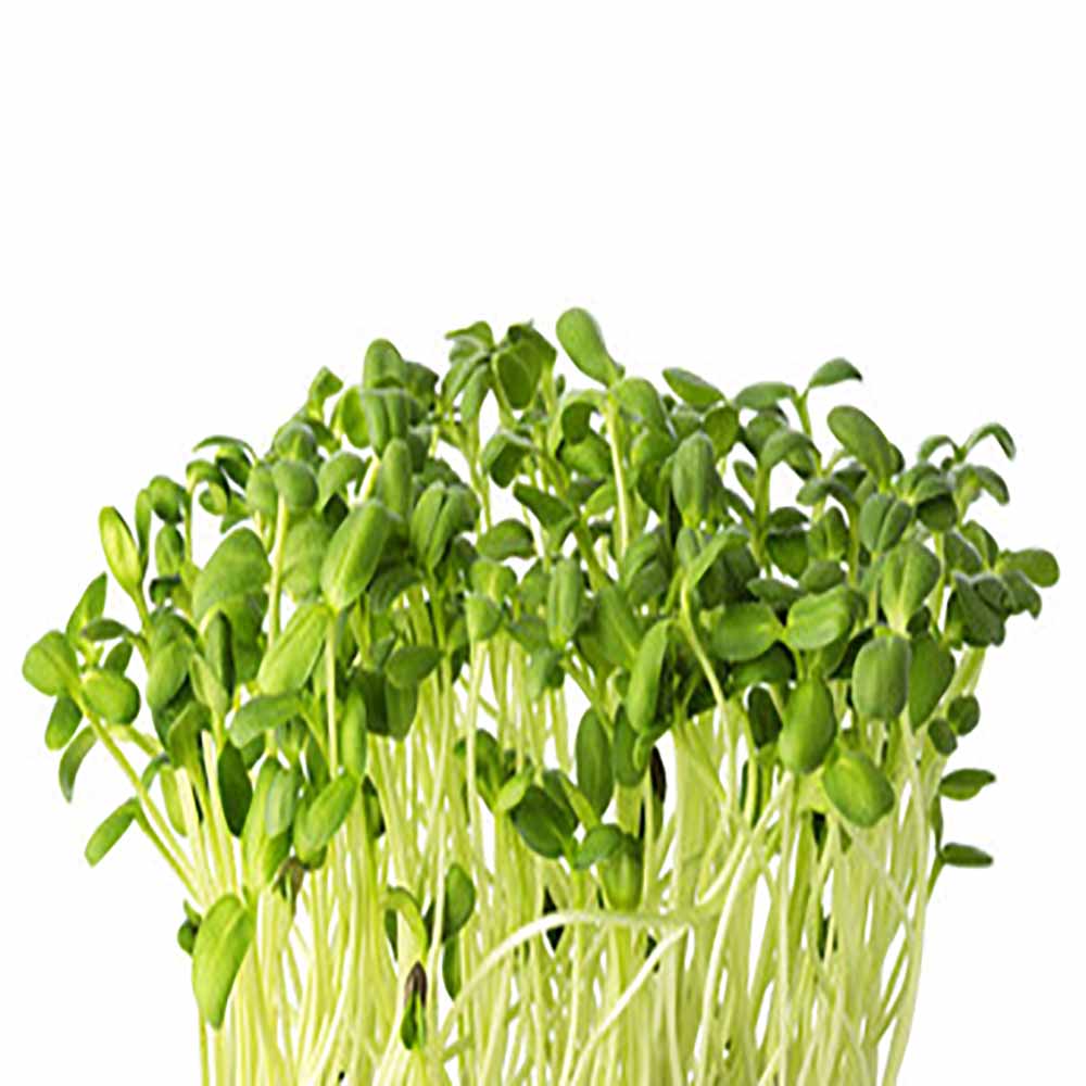 Buy MICROGREENS SUNFLOWER Online at Nature's Basket