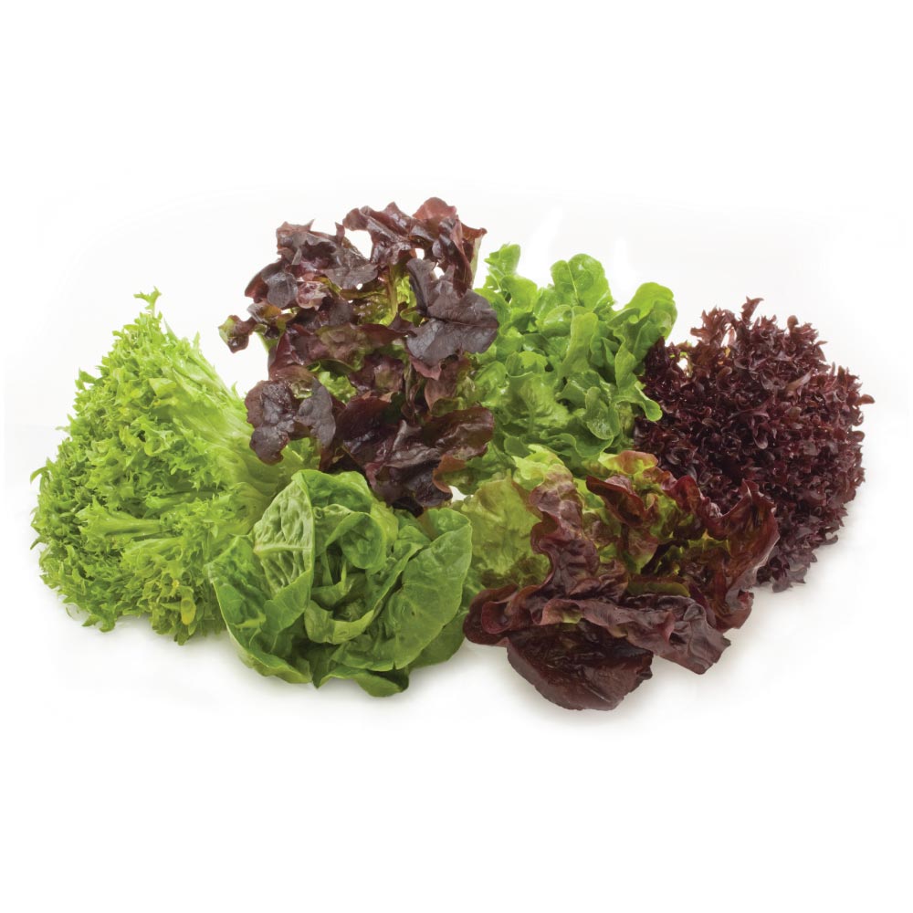 Buy HYDROPONIC LETTUCE MIX PACK 150G Online at Natures Basket