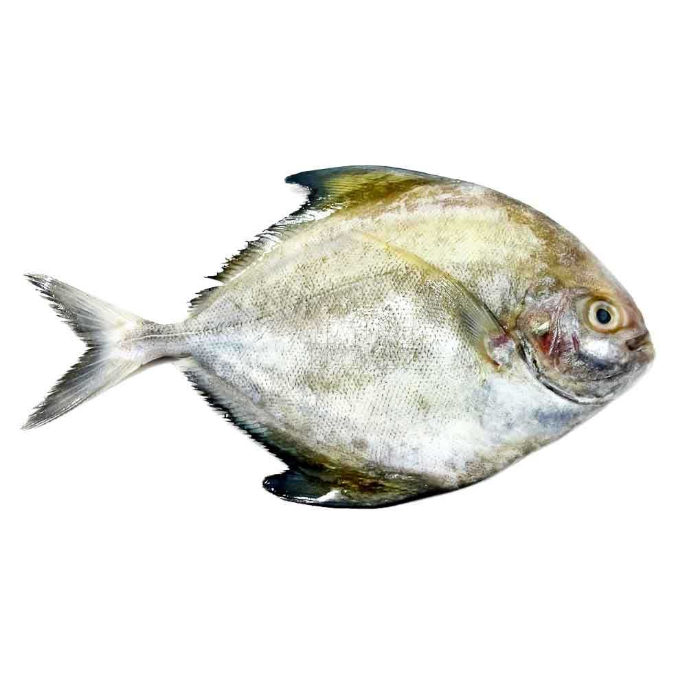 Black Pomfret Medium Fresh naturesbasket.co.in