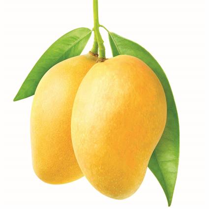 Maha Kesar Mango 1Pc 300 - 320Gm