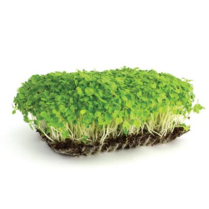 Microgreens Radish White Pc 50G