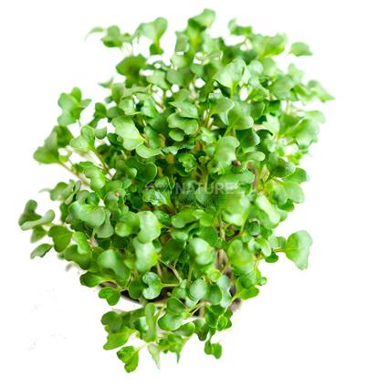 Radish Microgreen - Organic