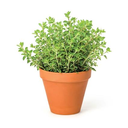 Herbs Pot Oregano 1Pc