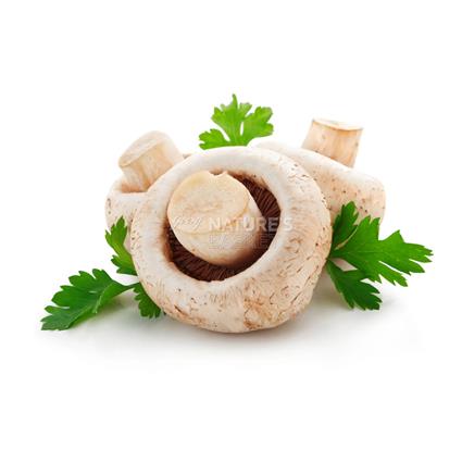 Mushroom Shiitake - Exotic