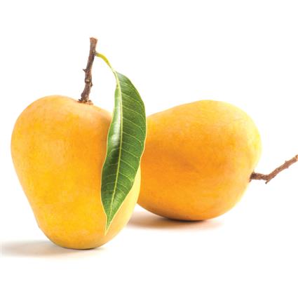 Alphonso Premium Mango 6Pcs (1400-1500G)