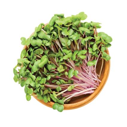 MICROGREENS RADISH PURPLE PACK 50G