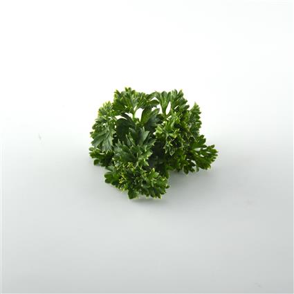 Flat Parsley