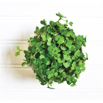 Microgreens Mustard Pc 50G