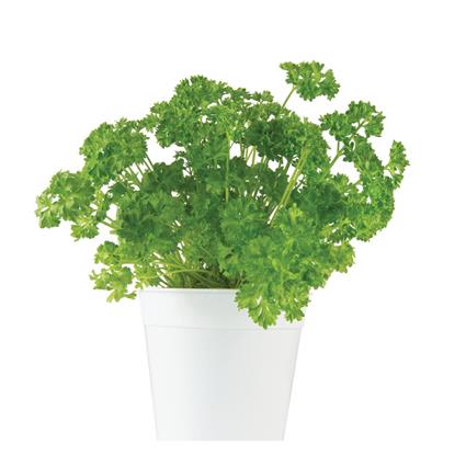 Herbs Pot Parsley Curly 1Pc