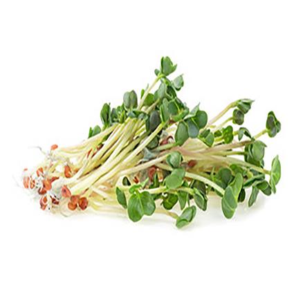 Microgreens Radish White