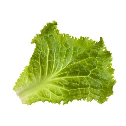 Lettuce Green Leaf - Exotic