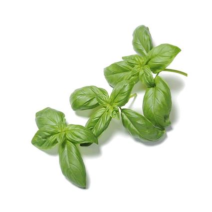 Organic Basil Naturana