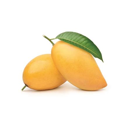 Gir Kesar Mango 1Pc 300 - 320 gm