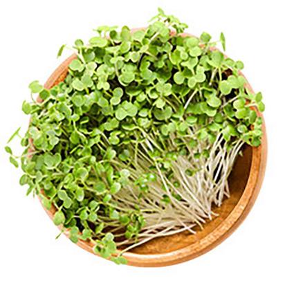 Microgreens Mustard