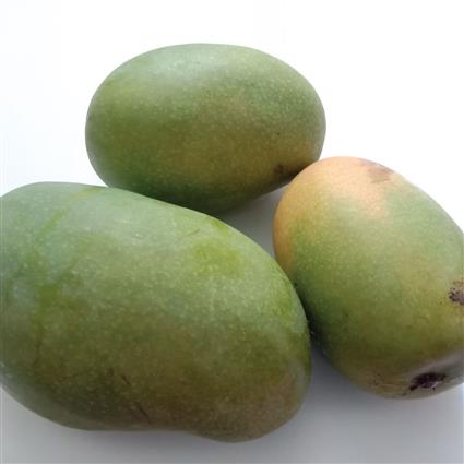 Mango Langda