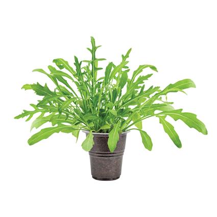 LIVE PLANT ARUGULA 1PC