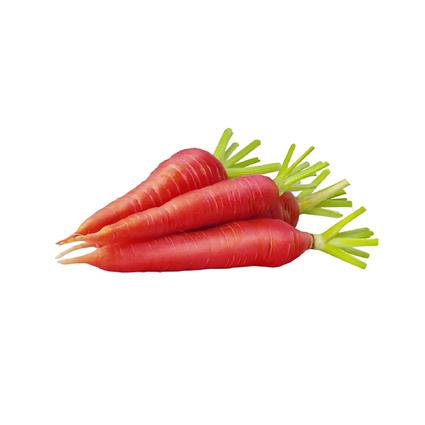 Indian Carrot