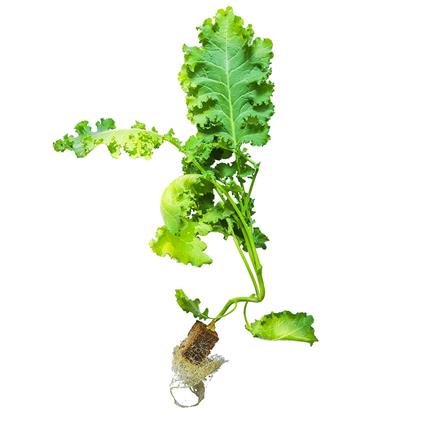 Lettuce Kale Hydroponics