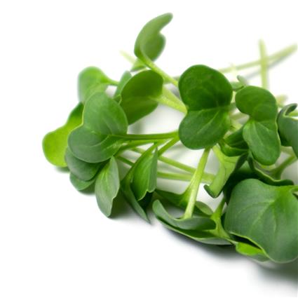 Hydroponic Microgreen 80G