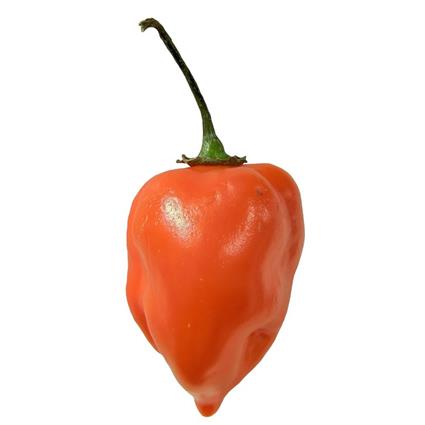 Imported Habenora Red Chillies