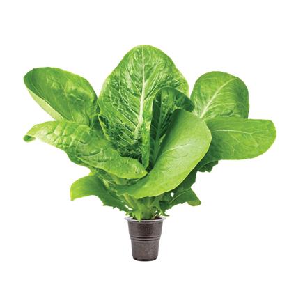 LETTUCE ROMAINE LIVE PLANT 1PC