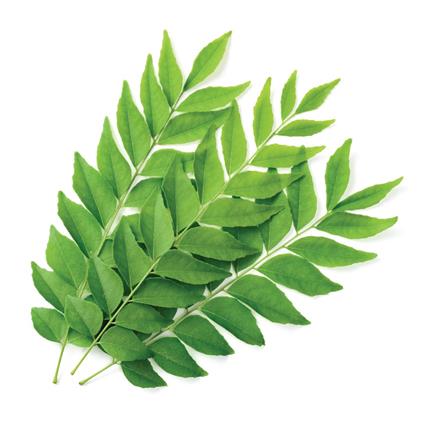 Surati Curry Leaves Kg 100G