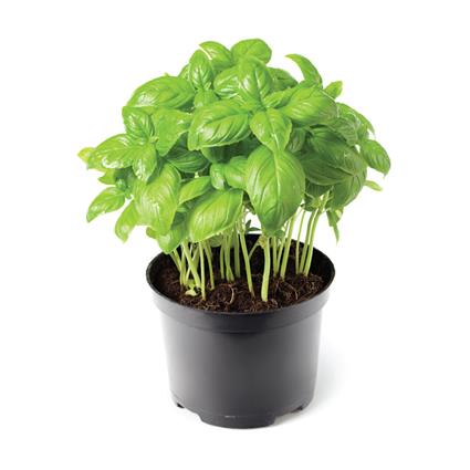 Herbs Pot Italian Basil 1Pc