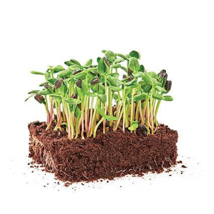 Microgreens Sunflower Pc 50G