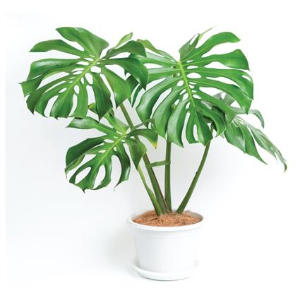 INDOOR PLANT MONSTERA