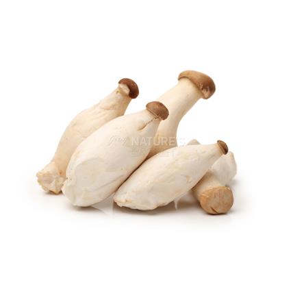 Mushroom King Oyster  -  Exotic