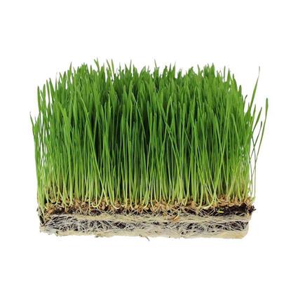 Wheat Grass Pack 50G