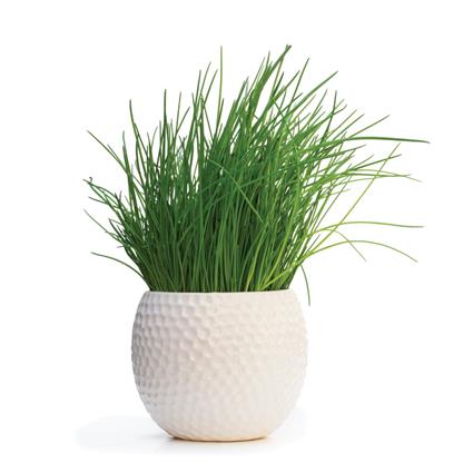 Herbs Pot Wheat Grass Pack 100G