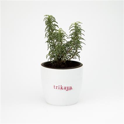 Herbs Pot Rosemarry 1Pc