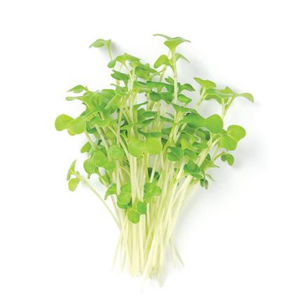 Microgreens Mustard Green