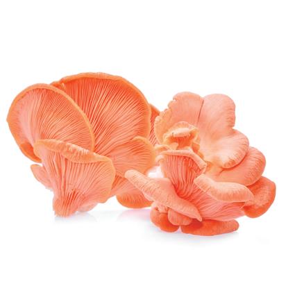 MUSHROOMS PINK OYETSER 100G