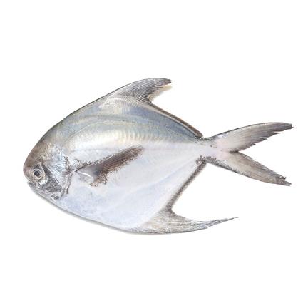 Cambay Tiger Pomfret Whole, 500G Pouch