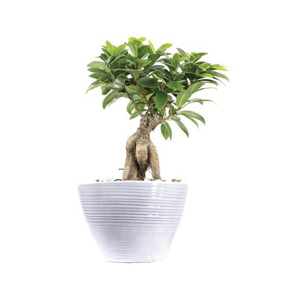 Indoor Plant Bonsai 1Pc