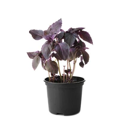 HERBS POT PURPLE BASIL 1PC