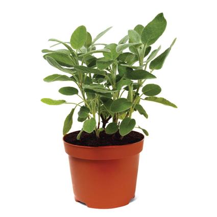 Herbs Pot Sage 1Pc