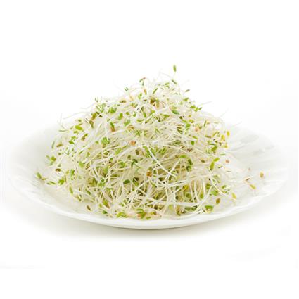 Sprouts Alfalfa  -  Exotic