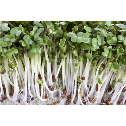 Broccoli Microgreens - Organic