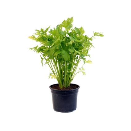 Herbs Pot Celery 1Pc