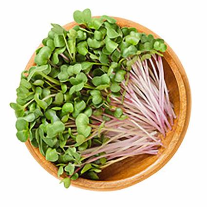 Microgreens Radish Pink