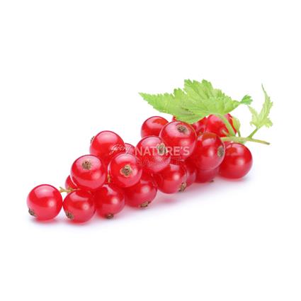 Red Currant Buy Exotic Red Currant Online Of Best Quality In