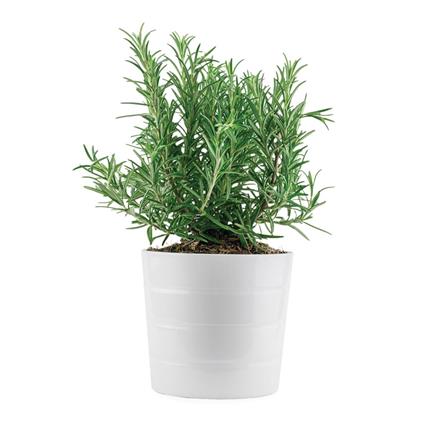 Herbs Pot Thyme 1Pc