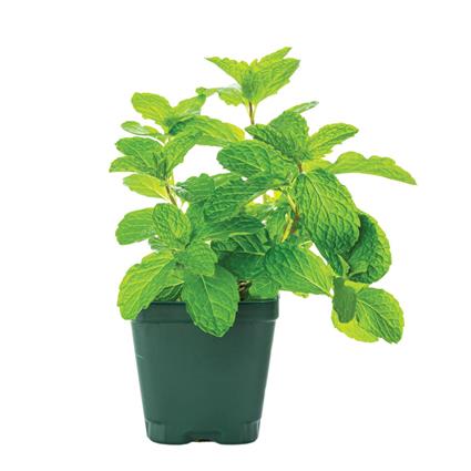 Herbs Pot Mint 1Pc